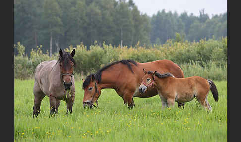 Hauspferd (Equus caballus)