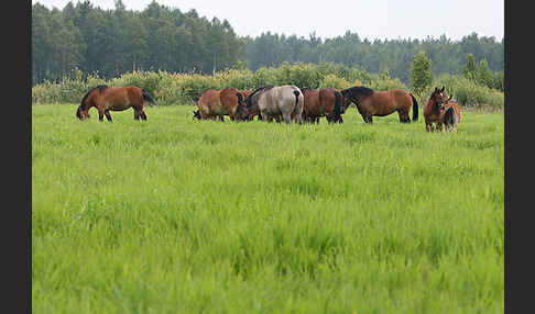 Hauspferd (Equus caballus)