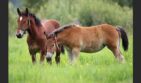 Hauspferd (Equus caballus)