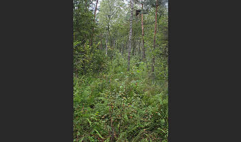 Schreiadler (Aquila pomarina)