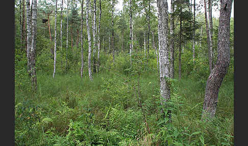 Schreiadler (Aquila pomarina)