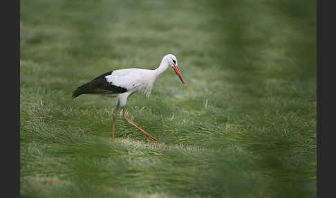 Weißstorch (Ciconia ciconia)