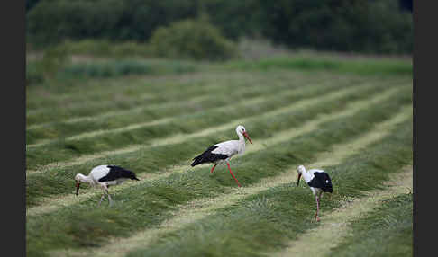 Weißstorch (Ciconia ciconia)