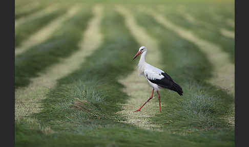 Weißstorch (Ciconia ciconia)