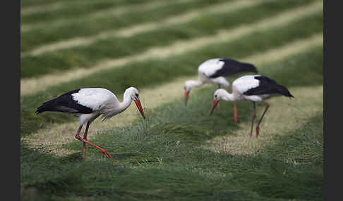 Weißstorch (Ciconia ciconia)