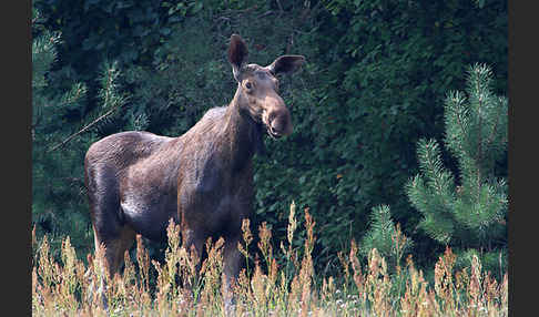 Elch (Alces alces)