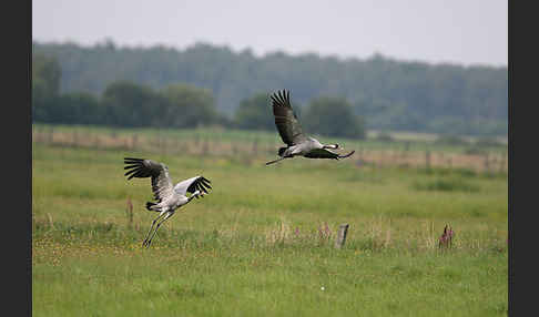 Kranich (Grus grus)