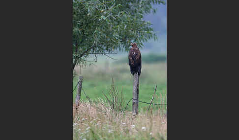 Schreiadler (Aquila pomarina)