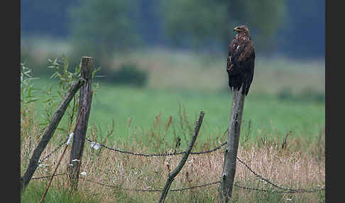 Schreiadler (Aquila pomarina)