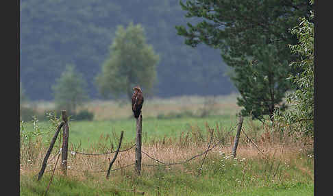 Schreiadler (Aquila pomarina)