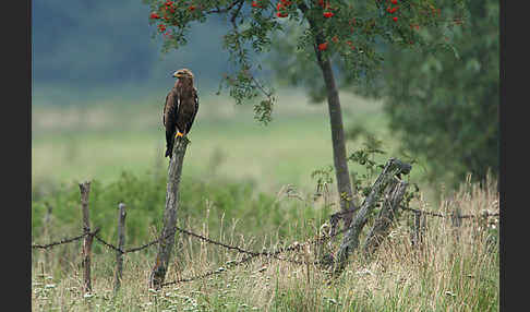 Schreiadler (Aquila pomarina)