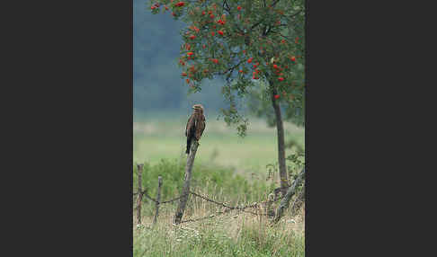 Schreiadler (Aquila pomarina)