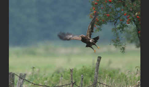 Schreiadler (Aquila pomarina)