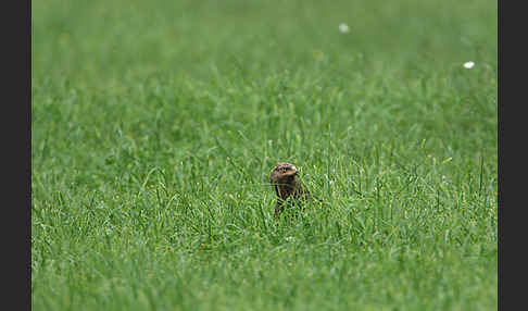 Schreiadler (Aquila pomarina)