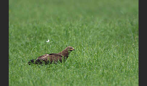 Schreiadler (Aquila pomarina)