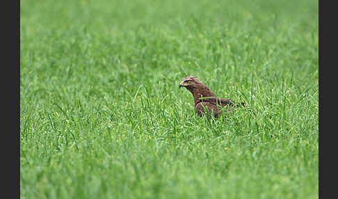 Schreiadler (Aquila pomarina)