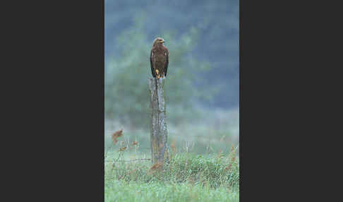 Schreiadler (Aquila pomarina)