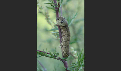 Mittlerer Weinschwärmer (Deilephila elpenor)