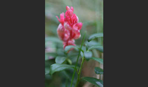 Preiselbeere (Vaccinium vitis-idaea)