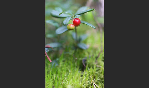 Preiselbeere (Vaccinium vitis-idaea)