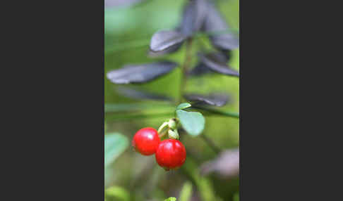 Preiselbeere (Vaccinium vitis-idaea)