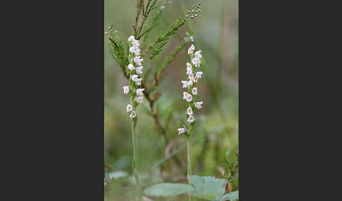 Kriechende Netzblatt (Goodyera repens)