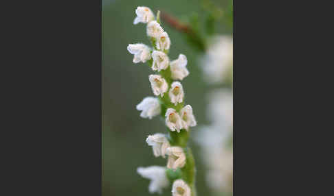 Kriechende Netzblatt (Goodyera repens)