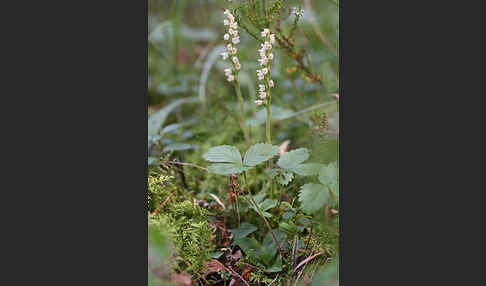 Kriechende Netzblatt (Goodyera repens)