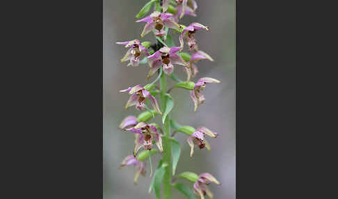 Breitblättrige Sitter (Epipactis helleborine)