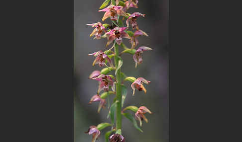 Breitblättrige Sitter (Epipactis helleborine)