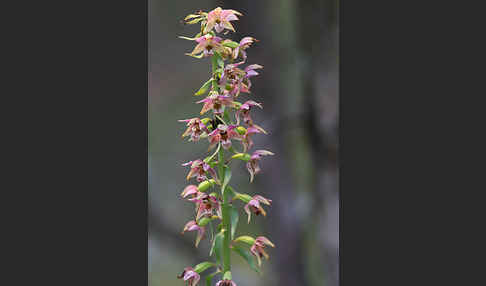 Breitblättrige Sitter (Epipactis helleborine)