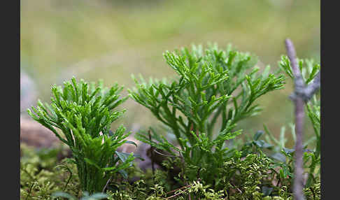 Gemeiner Flachbärlapp (Diphasiastrum complanatum)