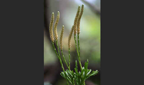 Gemeiner Flachbärlapp (Diphasiastrum complanatum)