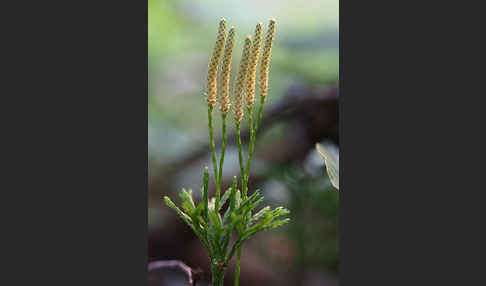 Gemeiner Flachbärlapp (Diphasiastrum complanatum)