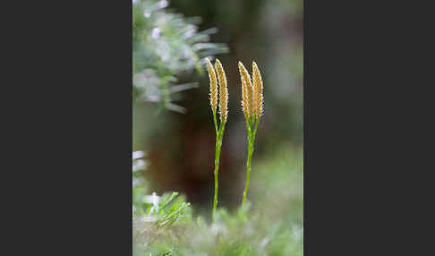 Gemeiner Flachbärlapp (Diphasiastrum complanatum)