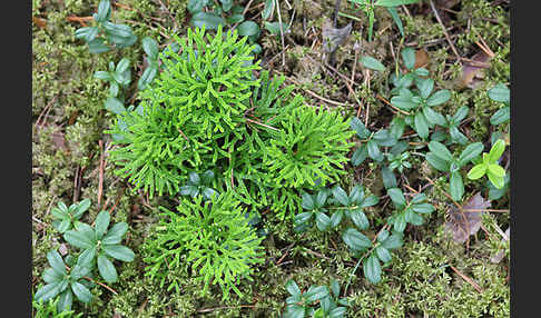 Gemeiner Flachbärlapp (Diphasiastrum complanatum)