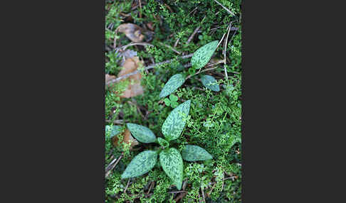 Kriechende Netzblatt (Goodyera repens)