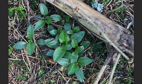 Kriechende Netzblatt (Goodyera repens)