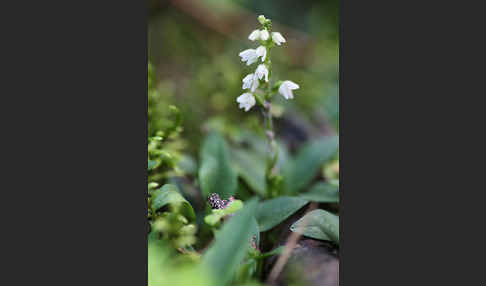 Kriechende Netzblatt (Goodyera repens)