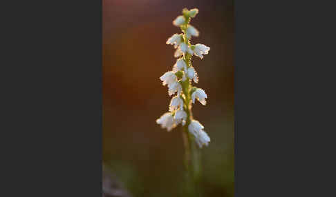 Kriechende Netzblatt (Goodyera repens)