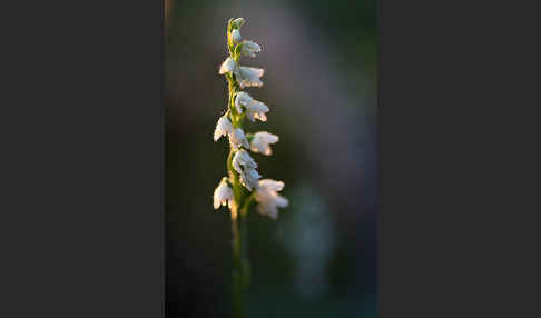 Kriechende Netzblatt (Goodyera repens)