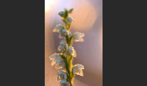 Kriechende Netzblatt (Goodyera repens)