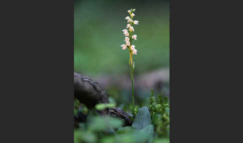 Kriechende Netzblatt (Goodyera repens)