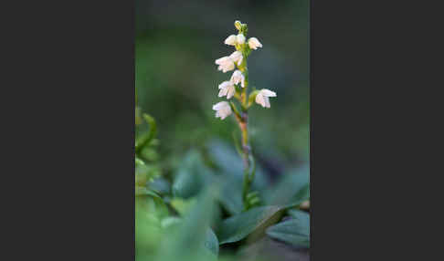 Kriechende Netzblatt (Goodyera repens)