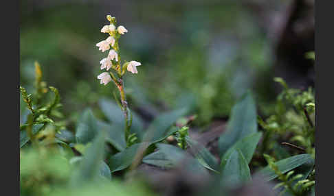 Kriechende Netzblatt (Goodyera repens)