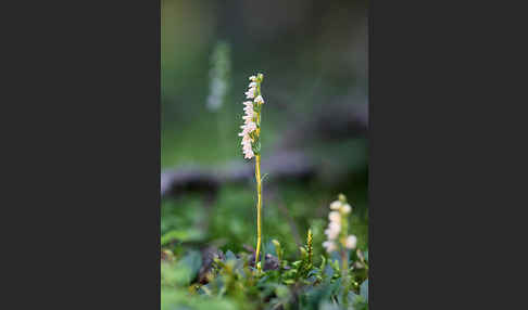 Kriechende Netzblatt (Goodyera repens)