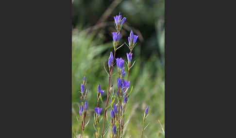 Lungen-Enzian (Gentiana pneumonanthe)