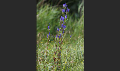 Lungen-Enzian (Gentiana pneumonanthe)