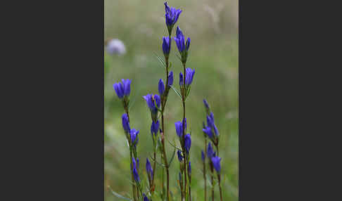 Lungen-Enzian (Gentiana pneumonanthe)