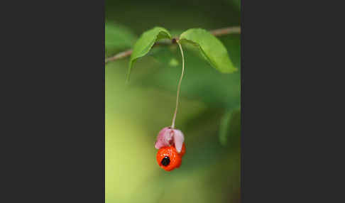 Warzen-Spindelstrauch (Euonymus verrucosa)